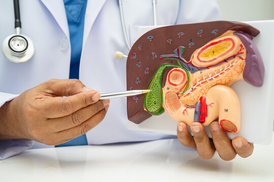 Liver with gallbladder, pancreas spleen and duodenum, Asian doctor holding human anatomy model for study diagnosis and treatment in hospital.