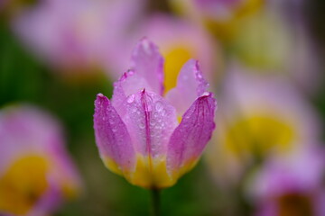 Obraz premium チューリップ