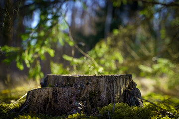 Table wood stomp podium in nature forest background. Place for Product display 
