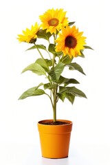 Obraz premium Sunflower plant white background inflorescence.