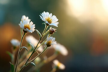 Delicate white flowers bask in warm golden sunlight, symbolizing