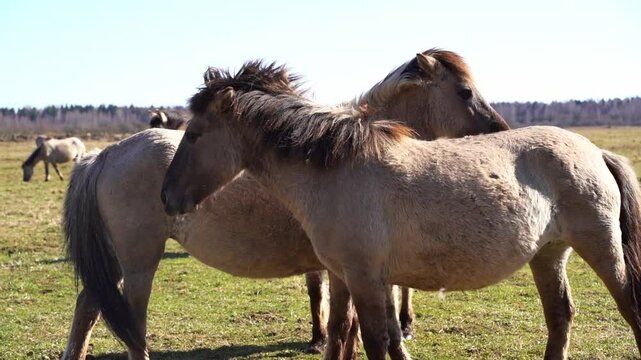 Rebred Tarpan Horses Running Wild in the Naliboki Forest