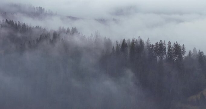 Drone captures cinematic flyover of misty pine forest hills blanketed in thick fog. Ideal for high-quality nature promos, moody backgrounds, or scenic travel content.