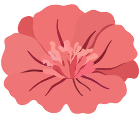 pink carnation flower