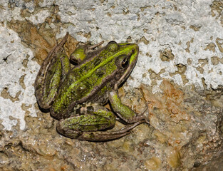 A green frog,  Edible Frog (Pelophylax esculentus), is the subject of this close-up photograph. The frog displays a green and brown mottled pattern with prominent, lighter-colored dorsolateral folds.