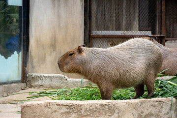 A large, brown capybara sits in a sandy enclosure, munching on a blade of grass.