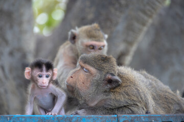 Baby Monkey with Family in a Natural Habitat