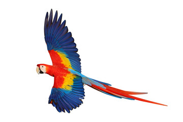 Fototapeta premium Colorful flying Scarlet Macaw parrot isolated on transparent background png file