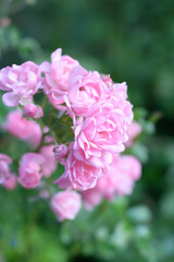 Bush pink rose on blurred background