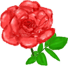 red rose isolated on white background