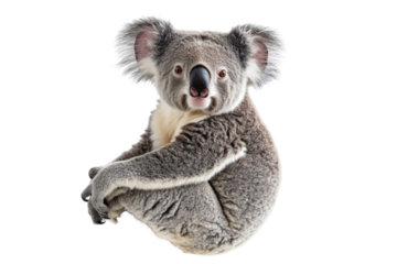 koala on white background