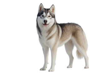 siberian husky dog isolated