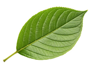 Obraz premium green leaf isolated on white background PNG