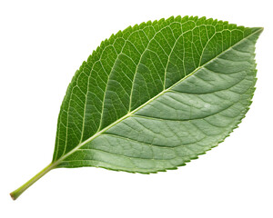Obraz premium green leaf isolated on white background PNG