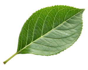 green leaf isolated on white background PNG