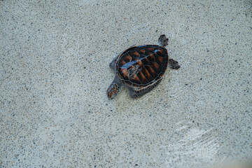 Sea turtle gliding over sandy ocean floor in tropical waters during a sunny day