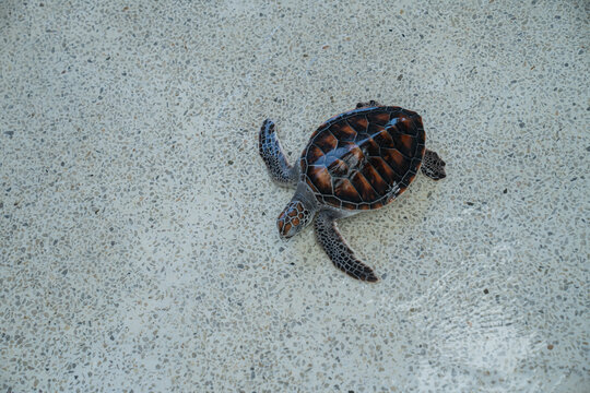 Sea turtle exploring a smooth surface in a marine environment during daylight hours