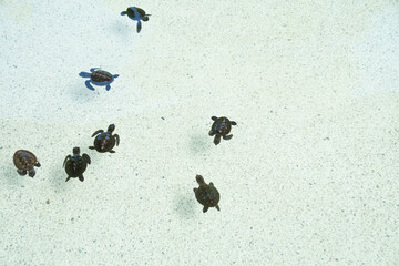 Sea turtles swim gracefully in clear water at a coastal sanctuary during a sunny day