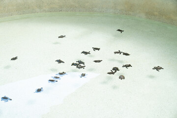 Baby sea turtles hatch and make their way to the ocean shore in a conservation area during sunrise