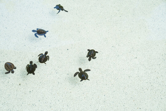 Sea turtles swim gracefully in a shallow blue pool during a sunny afternoon at a marine rehabilitation center