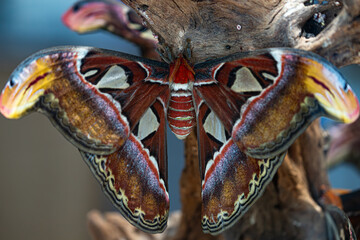 Beautiful Atlas Moth resting on a branch, showing its large, colorful, patterned wings from above.
