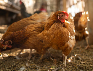Chicken herd on a morning walk