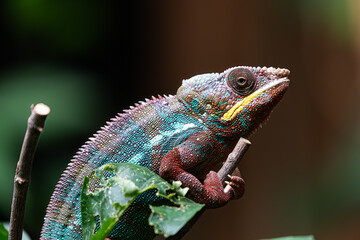Obraz premium Wildlife portrait: Colorful chameleon (Furcifer pardalis) on a branch. Showing unique eye and pattern.
