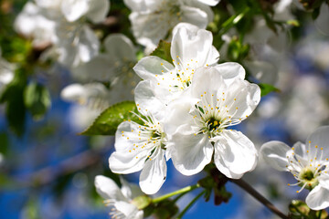 A branch of a lushly blooming cherry tree on a sunny day.