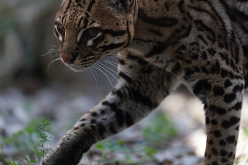 Ocelot texture: Close view of paw, fur, and face. Capturing fine details of spotted pattern.