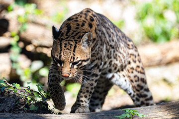Leopardus pardalis walking. Capturing movement and alert posture. Wildlife action.
