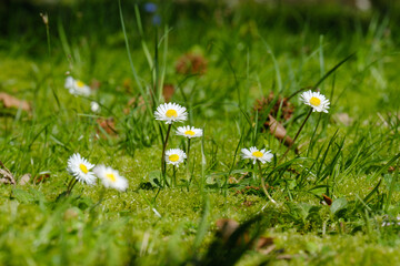 beautiful white daisies on green grass background, wallpaper