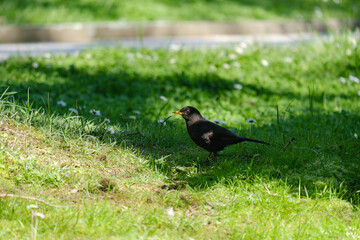 Turdus merula walks on green grass