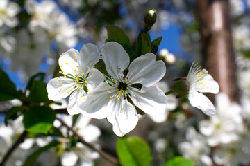 A branch of a lushly blooming cherry tree on a sunny day.