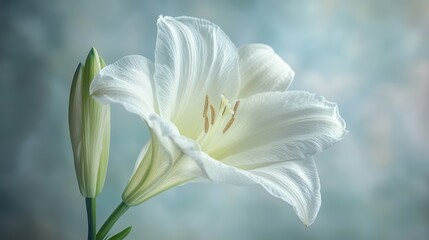 A macro shot of a delicate white flower, with a soft blurred background, symbolizing purity and elegance