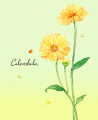 Naklejka premium 카렌듈라 수채화 