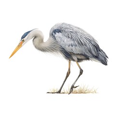 Fototapeta premium Great Blue Heron illustration, detailed bird artwork with isolated white background.