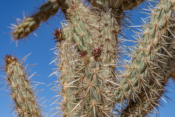 Cylindropuntia acanthocarpa, buckhorn cholla. Red Rock Canyon Road | Las Vegas, Clark County,...