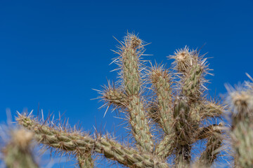 Cylindropuntia acanthocarpa, buckhorn cholla. Red Rock Canyon Road | Las Vegas, Clark County, Nevada. Mojave Desert