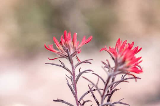 Castilleja chromosa, the desert paintbrush, is a species of flowering plant in the family Orobanchaceae found in the western United States.  Red Rock Canyon, Las Vegas, Clark County, Nevada. 