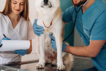 Cardiologist is using stethoscope. Veterinarians are with Akita Inu dog in clinic