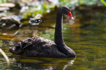 The black swan in the lake (Cygnus atratus) is a large waterbird, a species of swan which breeds...