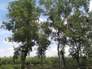 trees in the park