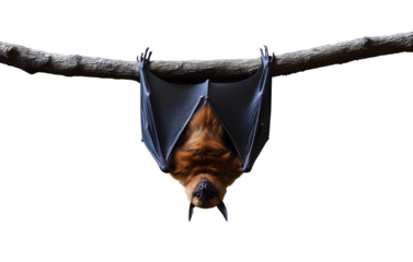 Flying fox bat hanging upside down from a branch, isolated on a transparent background