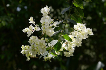 ブーゲンビリア