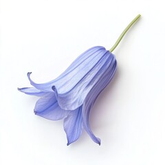 Naklejka premium A single Bluebell petal photography botanical blossom.