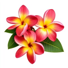 Obraz premium Tropical plumeria flowers blossoms petals leaf.
