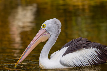 The Australian pelican (Pelecanus conspicillatus) is a large waterbird in the family Pelecanidae, widespread on the inland and coastal waters of Australia and New Guinea, also in Fiji, Indonesia.