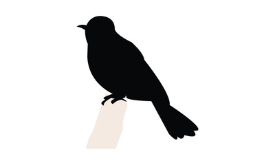African red eyed bulbul bird Silhouette Design  And Illustration. 