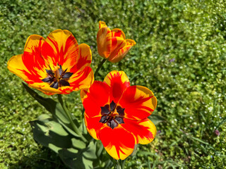 Obraz premium Red yellow tulips in meadow.