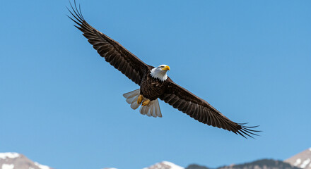 Naklejka premium Eagle Flying with Wings Spread Against Blue Sky and Snowy Mountain Peaks